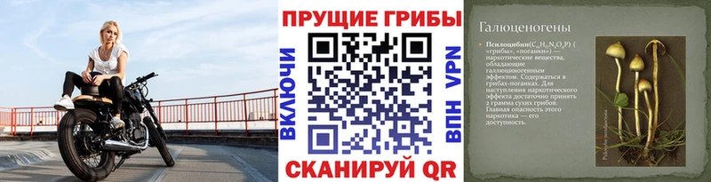 где найти   Жигулёвск  Псилоцибиновые грибы Psilocybe 